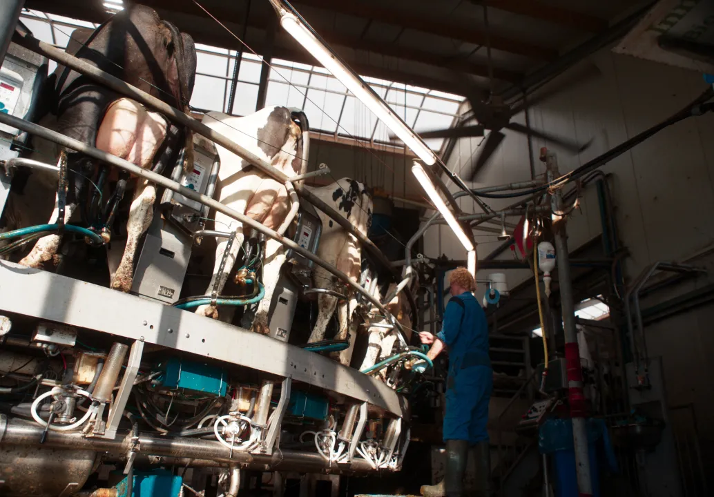 VARIOUS OTHERS – Contemporary Art Munich - Andjelka Badnjar, Andres Lepik, Architekturmuseum der TUM, 2026.